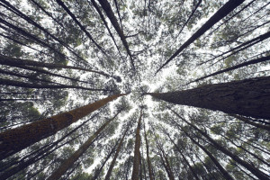Forest canopy
