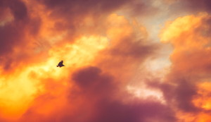 Bird in the sky