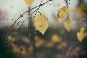 Leaves in the morning